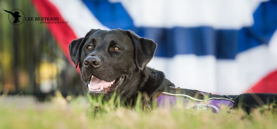 TLCAD Teams up with Adler University for PTSD/Service Dog Research Study